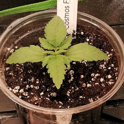 Cinderella growlog timeline photo