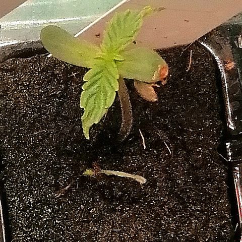 Elli growlog timeline photo