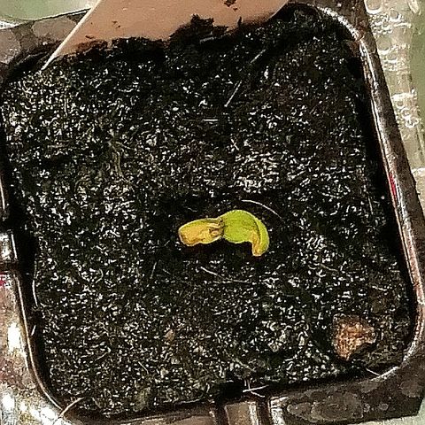 Ute growlog timeline photo