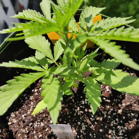Ida growlog timeline photo
