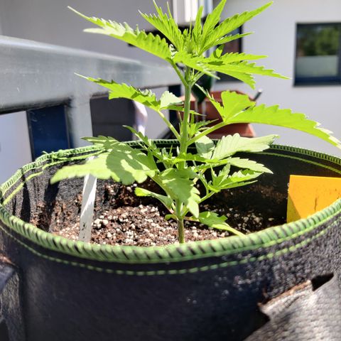 Ida growlog timeline photo