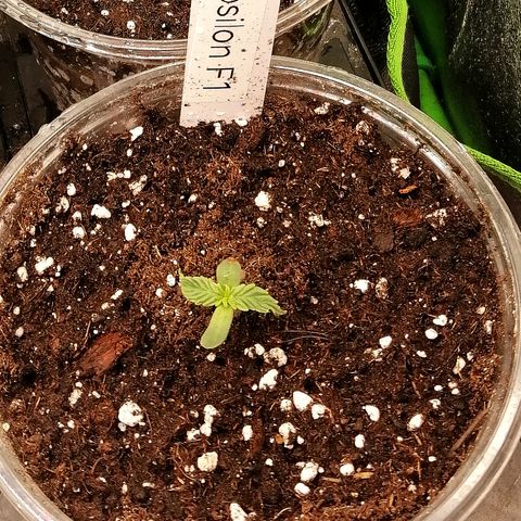 Elli growlog timeline photo