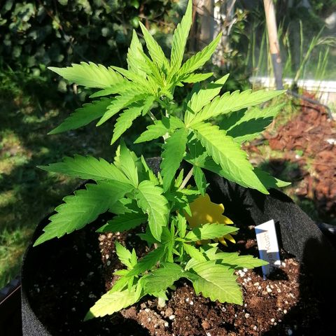 Susanne growlog timeline photo