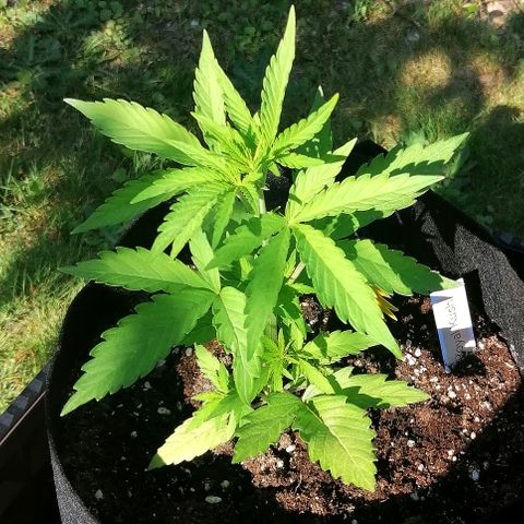 Susanne growlog timeline photo
