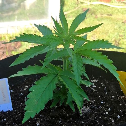 Bärbel growlog timeline photo