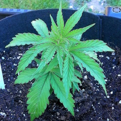 Bärbel growlog timeline photo