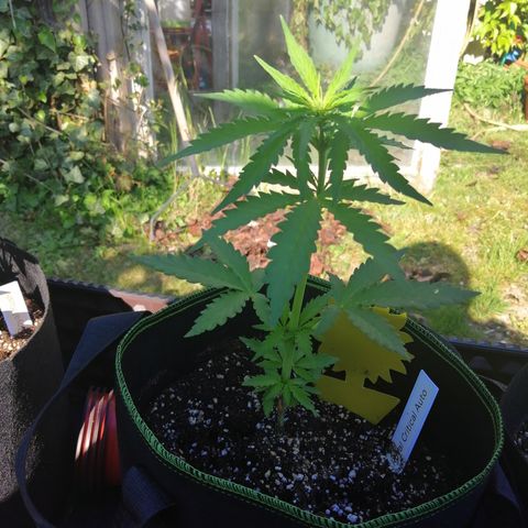 Julia growlog timeline photo