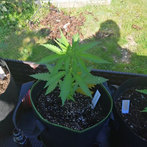 Julia growlog timeline photo