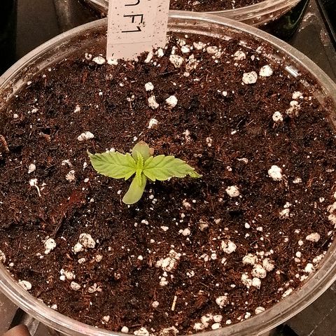 Elli growlog timeline photo
