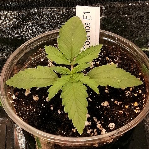 Cinderella growlog timeline photo
