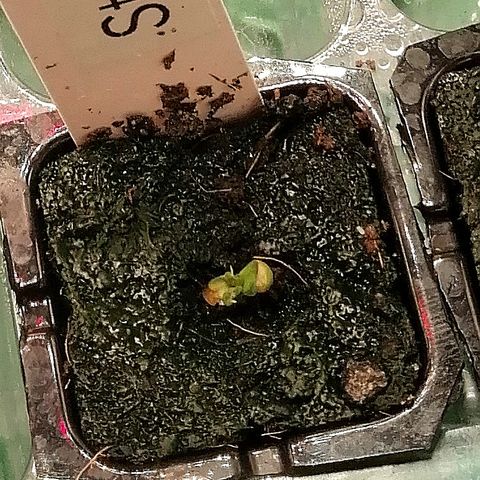 Ute growlog timeline photo