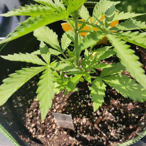 Ida growlog timeline photo