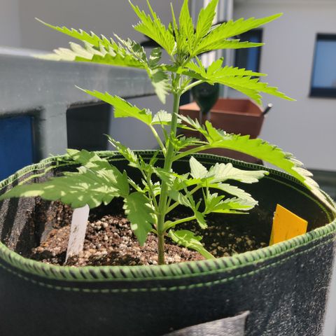 Ida growlog timeline photo
