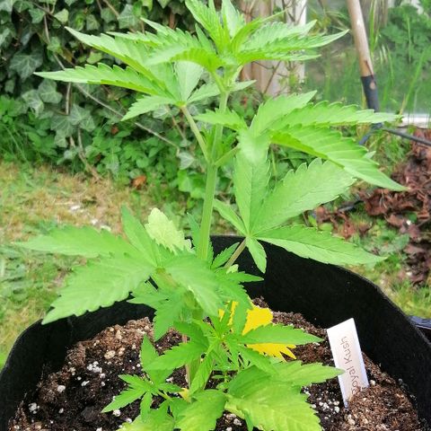 Susanne growlog timeline photo