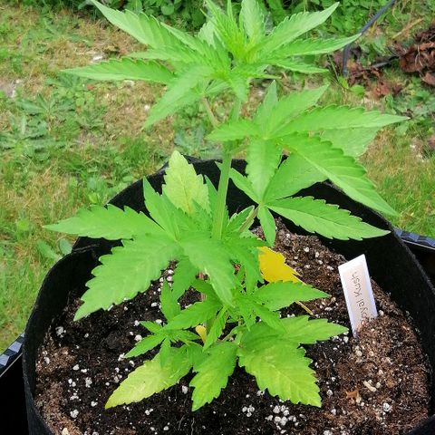 Susanne growlog timeline photo