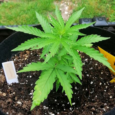 Bärbel growlog timeline photo