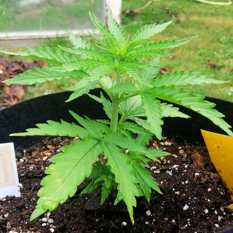 Bärbel growlog timeline photo