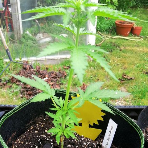 Julia growlog timeline photo