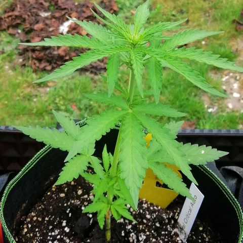 Julia growlog timeline photo