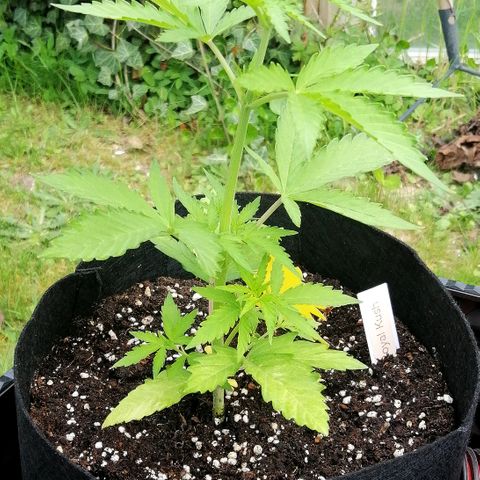 Susanne growlog timeline photo