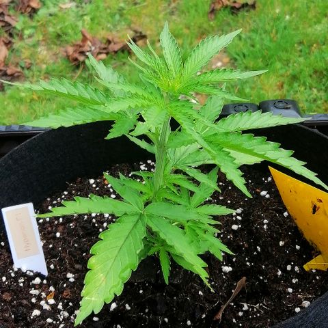 Bärbel growlog timeline photo