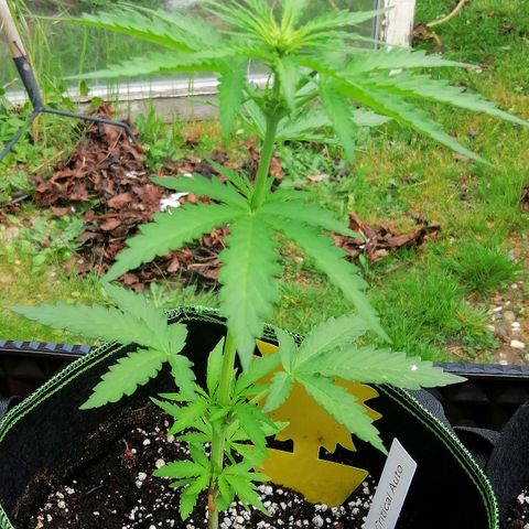 Julia growlog timeline photo