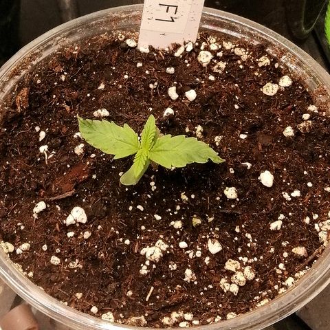 Elli growlog timeline photo