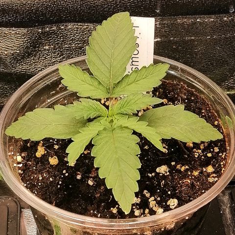 Cinderella growlog timeline photo