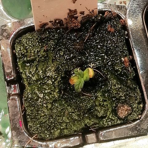 Ute growlog timeline photo