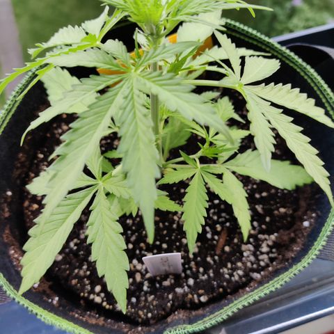 Ida growlog timeline photo