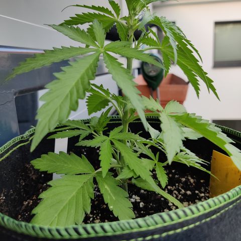 Ida growlog timeline photo
