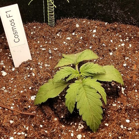 Cinderella growlog timeline photo