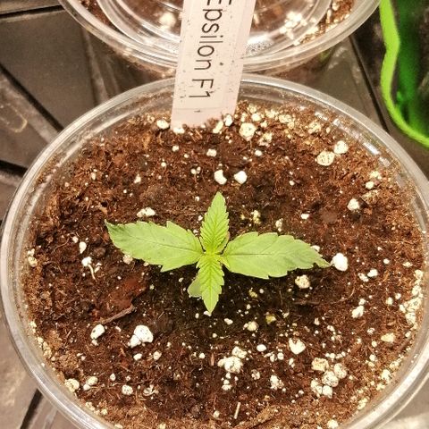 Elli growlog timeline photo