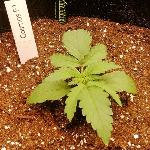 Cinderella growlog timeline photo