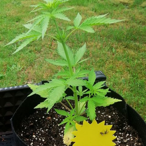 Susanne growlog timeline photo