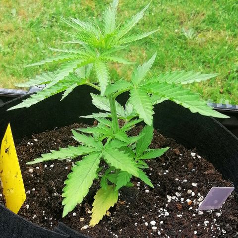 Bärbel growlog timeline photo