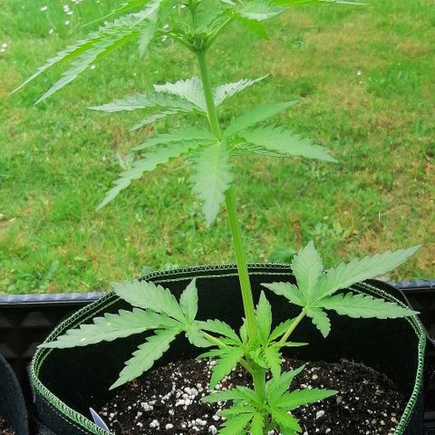 Julia growlog timeline photo