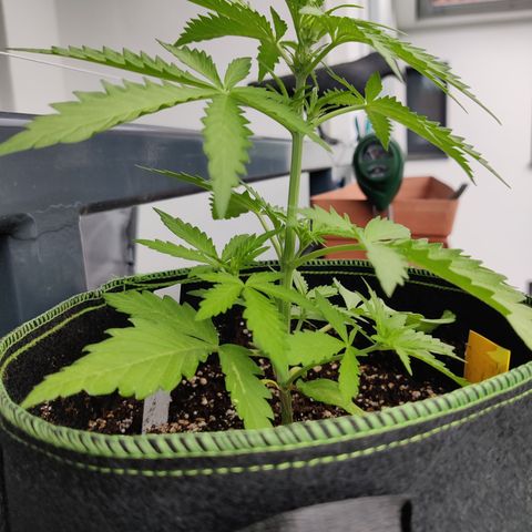 Ida growlog timeline photo