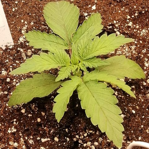 Cinderella growlog timeline photo