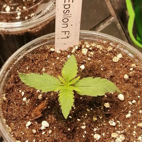 Elli growlog timeline photo