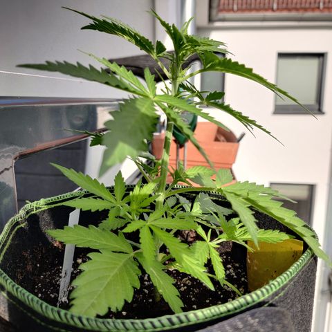 Ida growlog timeline photo