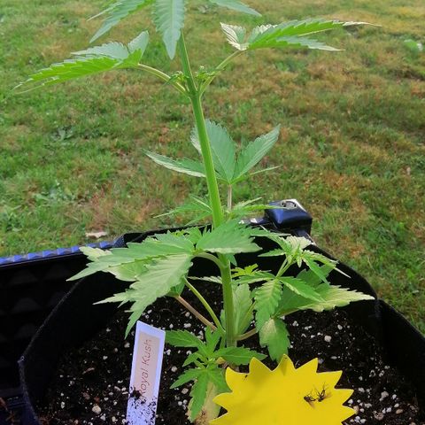 Susanne growlog timeline photo