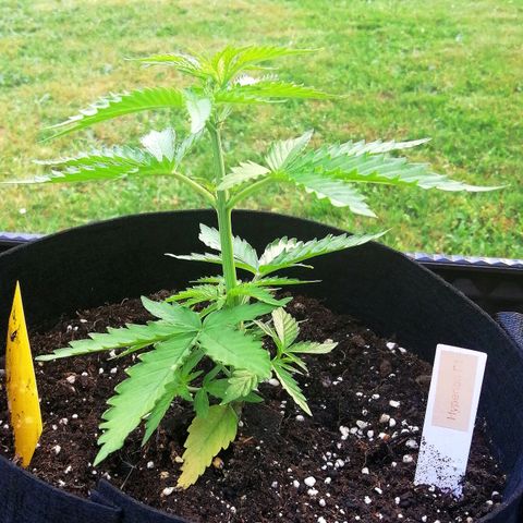 Bärbel growlog timeline photo