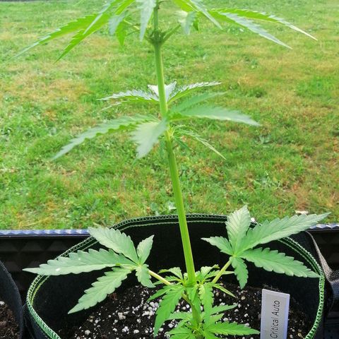 Julia growlog timeline photo