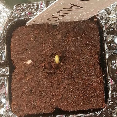 Waltraud growlog timeline photo