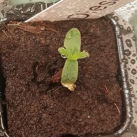 Jule growlog timeline photo