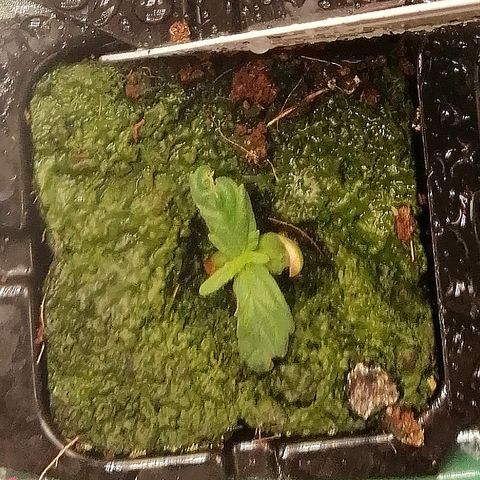 Ute growlog timeline photo