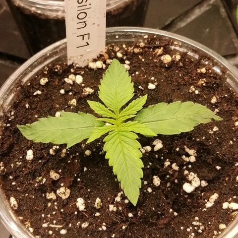 Elli growlog timeline photo