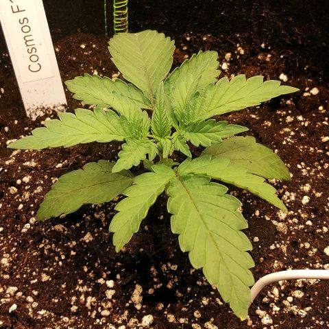 Cinderella growlog timeline photo