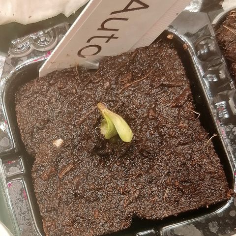 Waltraud growlog timeline photo